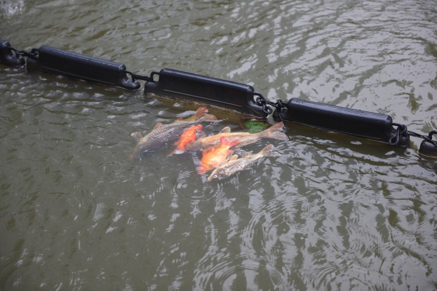 Plusieurs dizaines de poissons ont été retrouvés morts dans le bassin de la place de la Coupole - Defense-92.fr